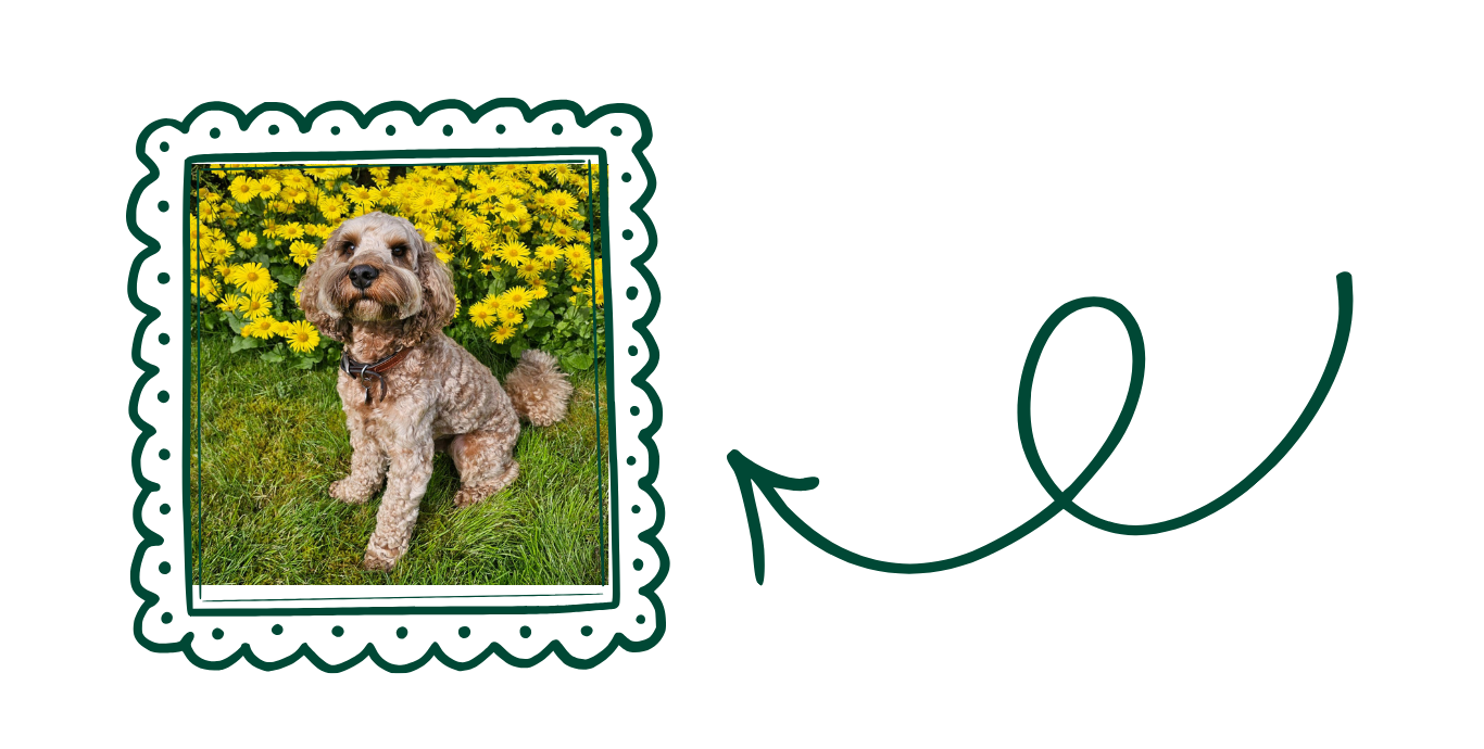Photo of a dog<br />
